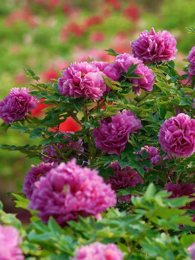 什么是国色天香这是菏泽给的答案