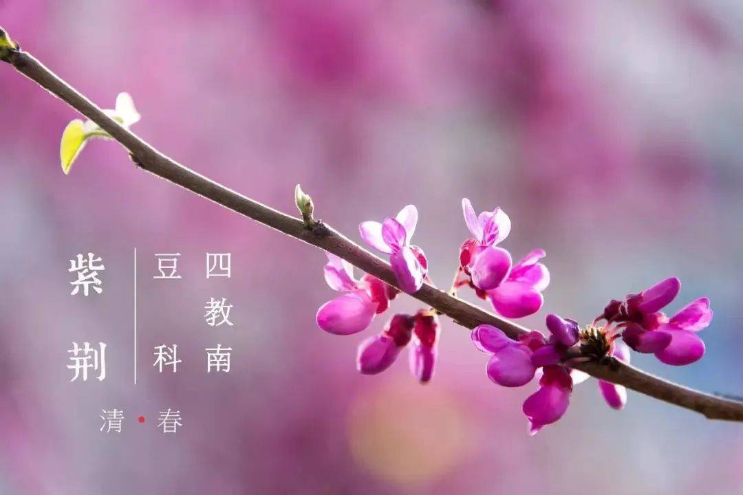 紫荆公寓紫荆操场紫荆食堂紫荆花为什么是清华的象征