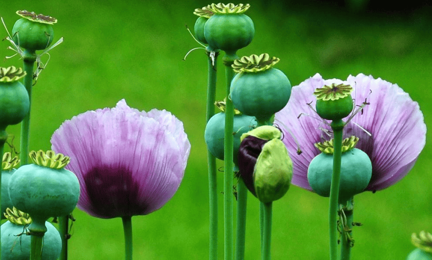 最高可得1万元_种植_罂粟_植物