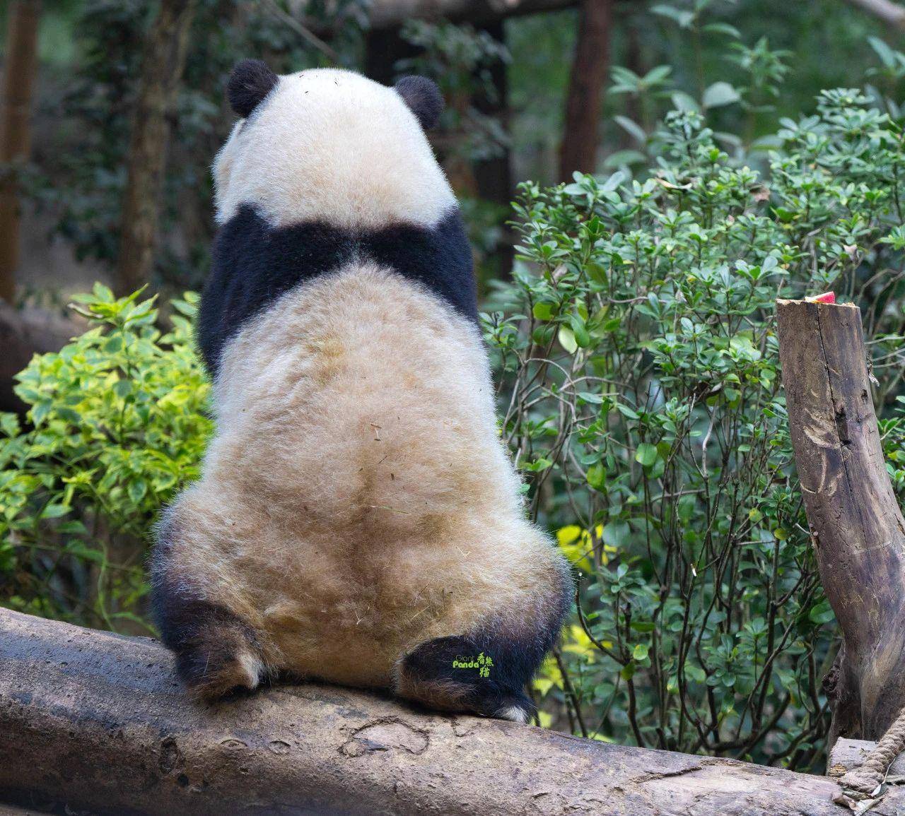 大熊猫尾巴图片