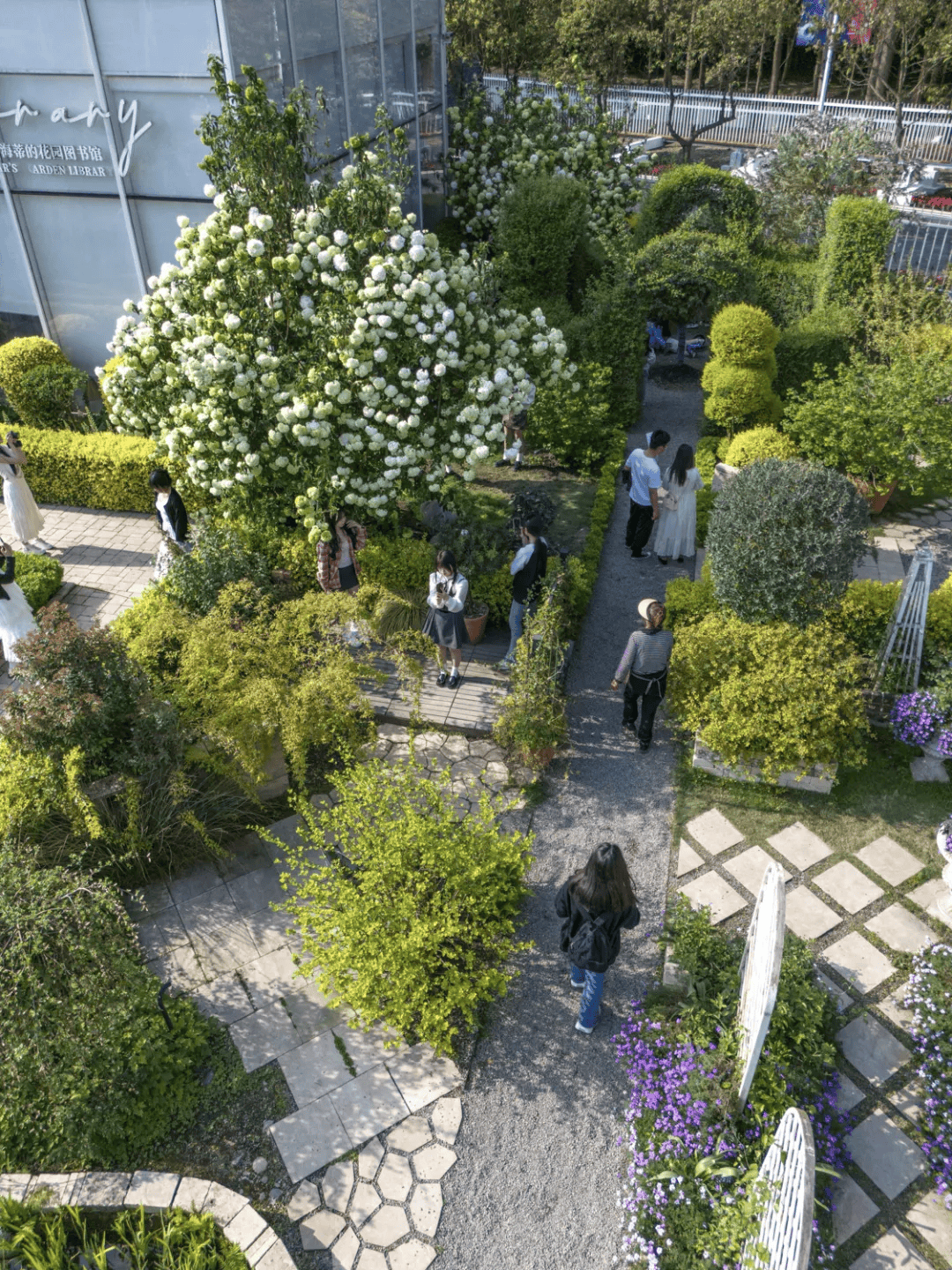 太仙了成都这些地方的木绣球开好啦