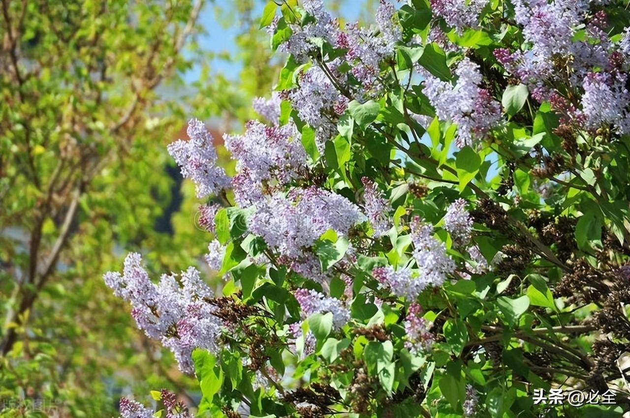 2024年黑龙江省苗木供需分析报告