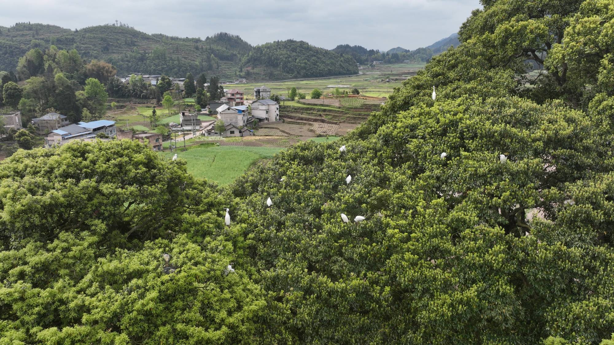 大荆镇桐阳村图片图片