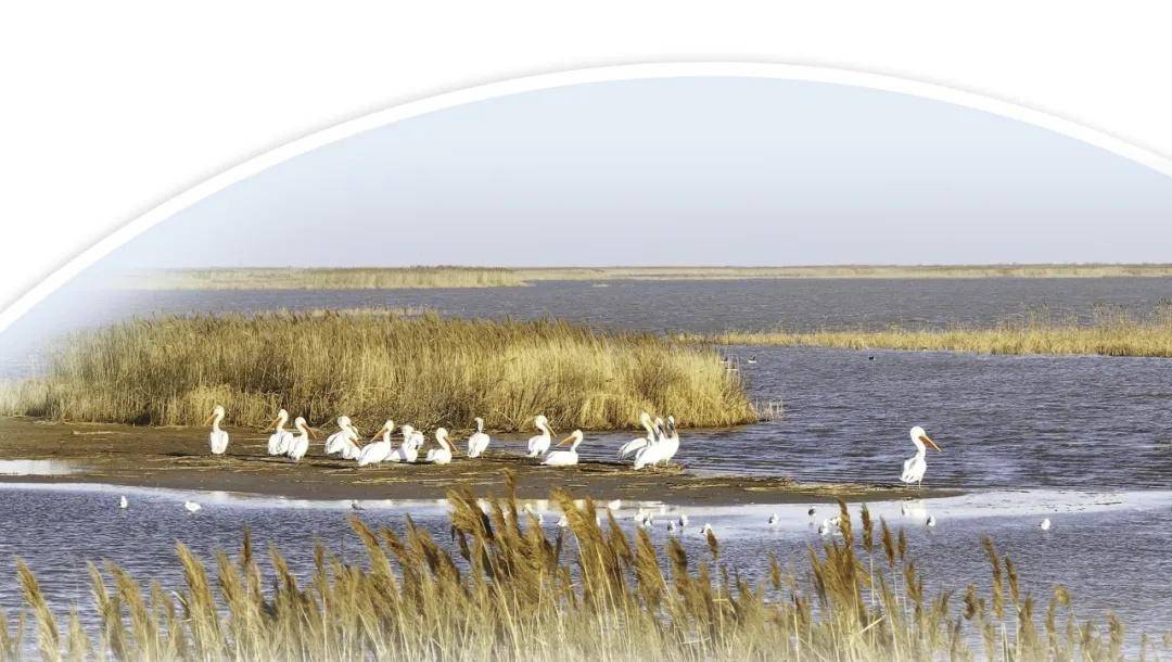 黄河入海口的这片地为何要除绿