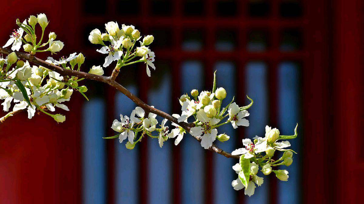 三首唯美的梨花小诗,温柔了岁月,惊艳了时光