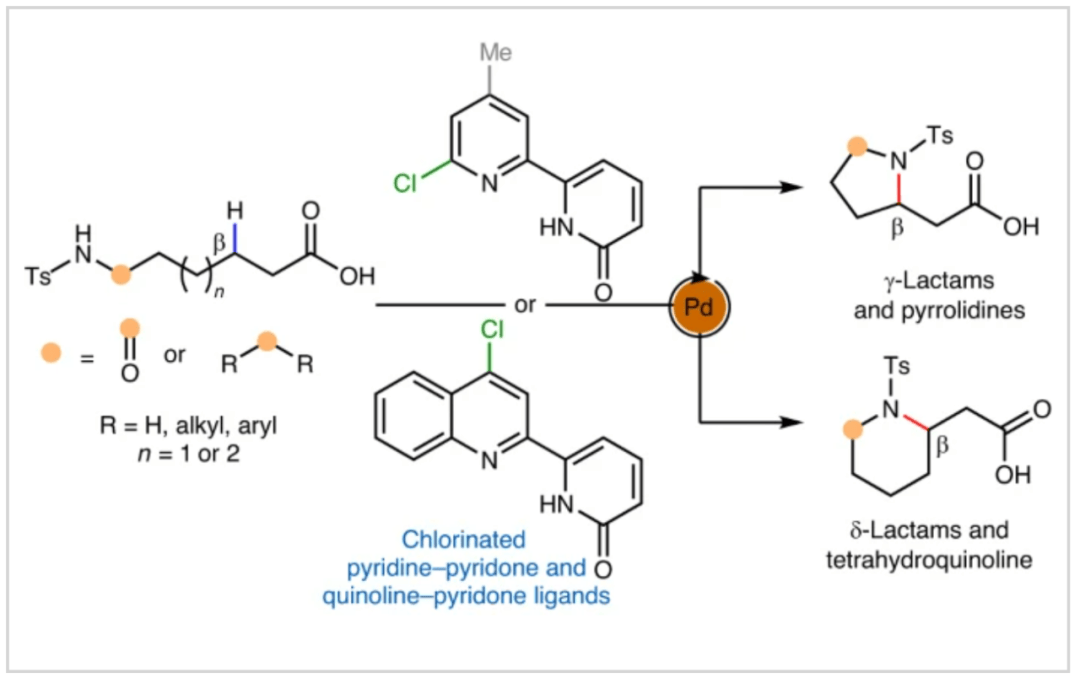 余金权课题组Nat. Synth.：钯催化亚甲基C(sp³)-H的内酰胺化与环