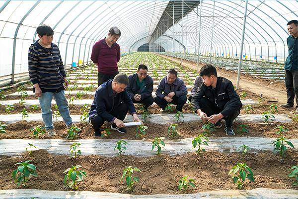 设施蔬菜大棚内,长子县农业农村局高级农艺师王旭,正在为种植户讲解