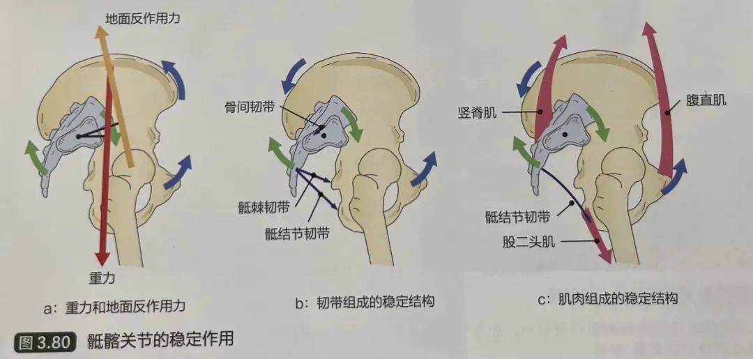 骶髂关节不稳的解剖学分析