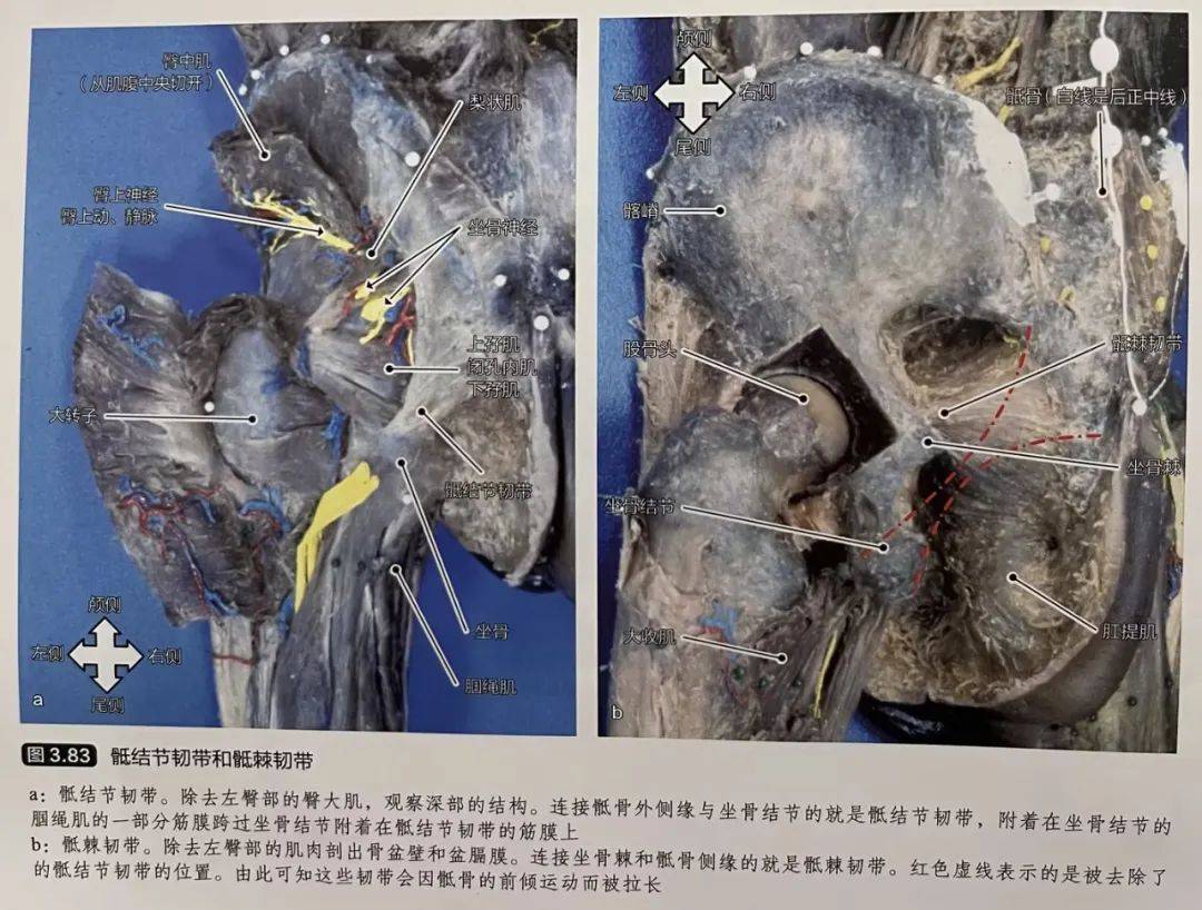 骶髂关节不稳的解剖学分析