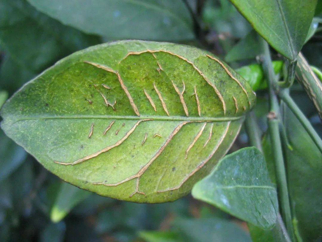 植物缺硼图片