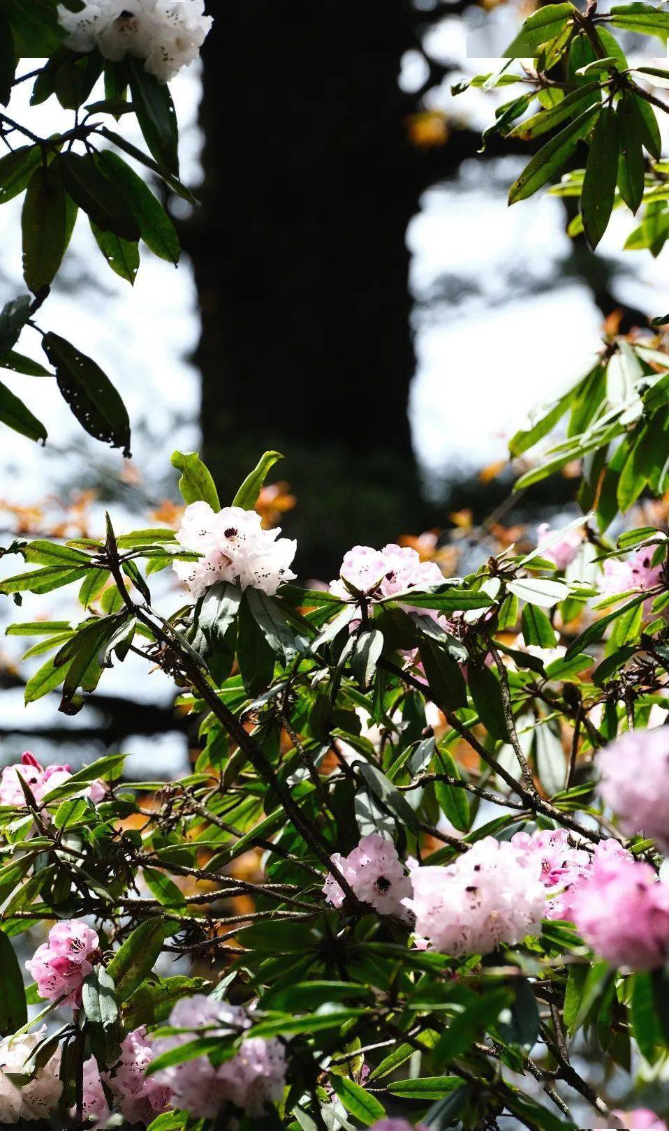 大招总是需要酝酿一下,峨眉山杜鹃赏花线路新鲜出炉!