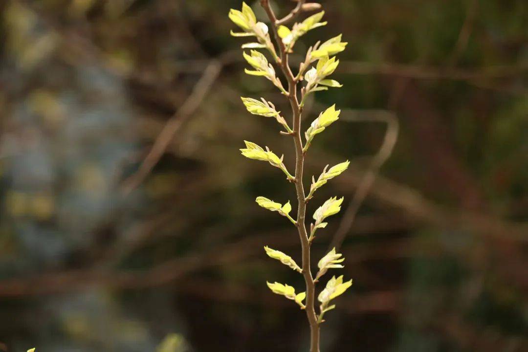 当忆否你的春之签