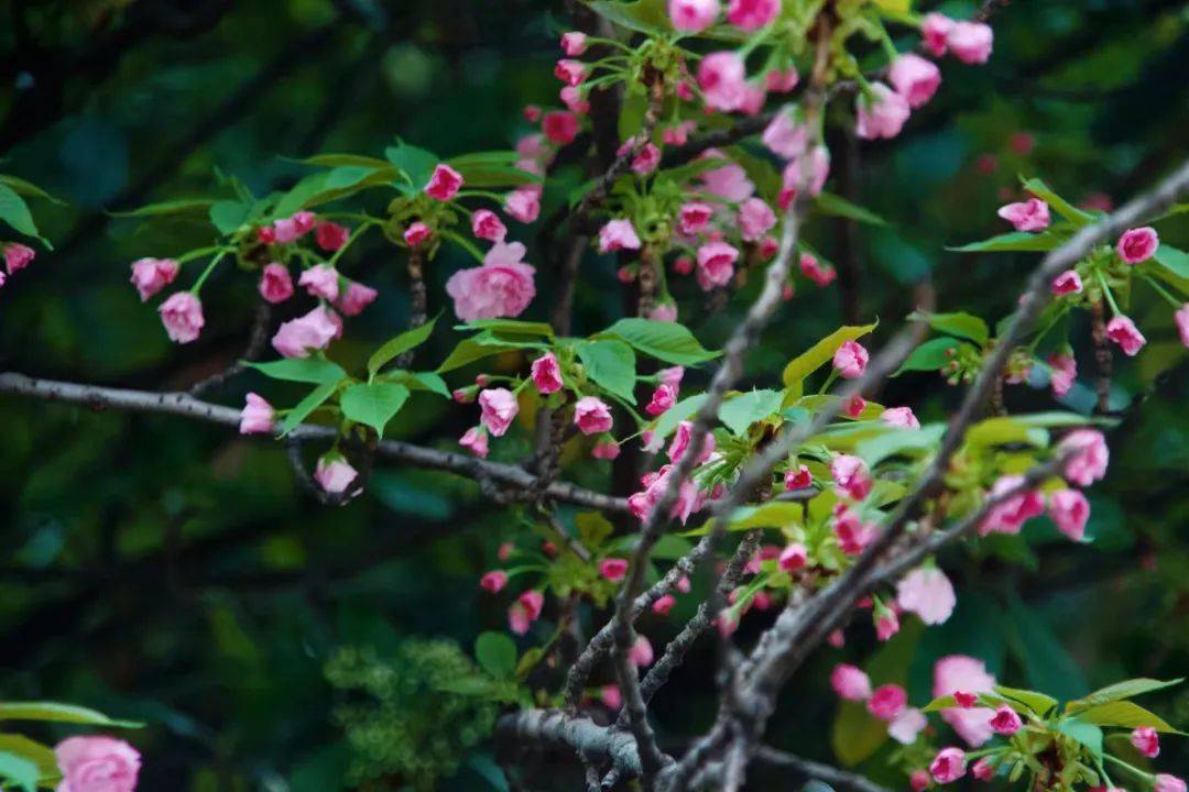 当忆否你的春之签