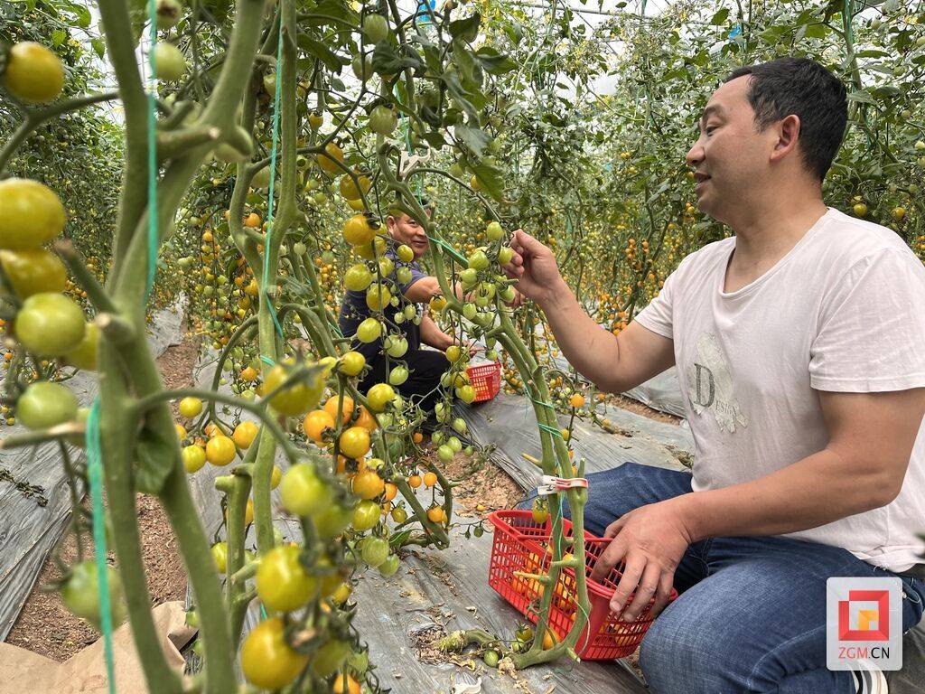 采摘果蔬休闲观光荣县旭阳镇演绎乡村魅力