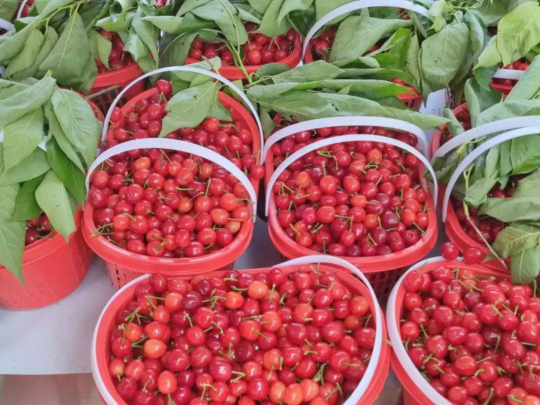 又到樱桃季安顺这个地方的樱桃红了