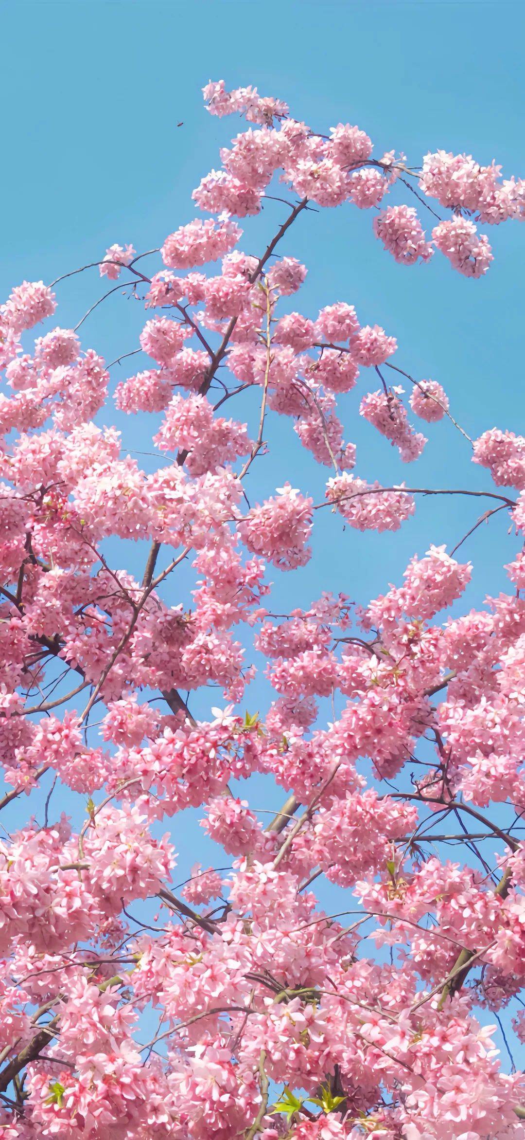 壁纸 桌面 1080_2343 竖版 竖屏 手机