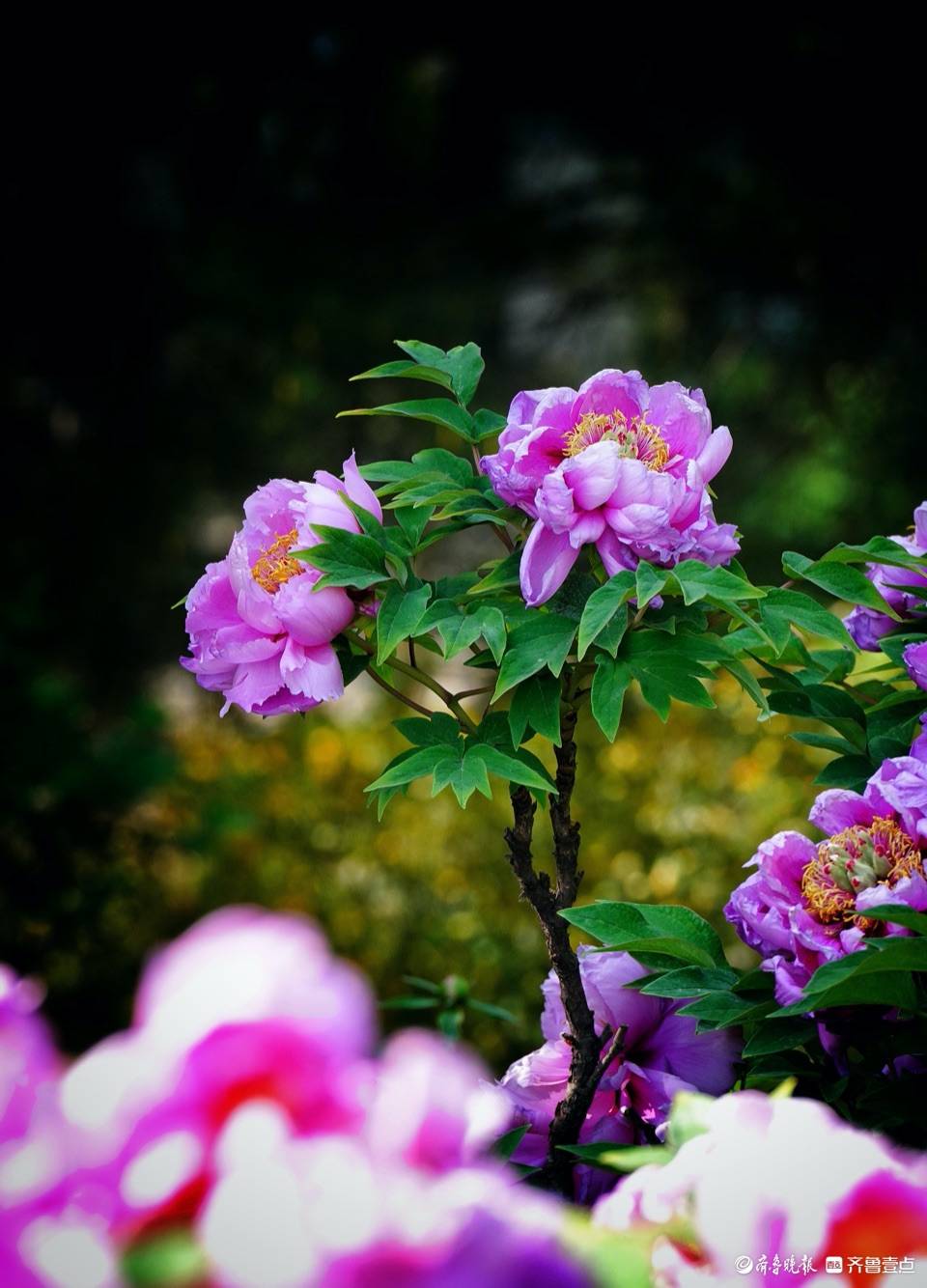 泉城公园牡丹园绽放的花朵,为春天添色彩泉城公园牡丹园绽放的花朵,为