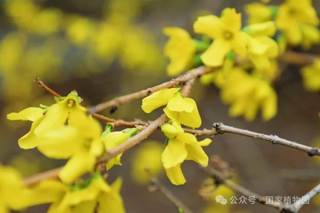 识花宝典来了快来考考你家孩子67