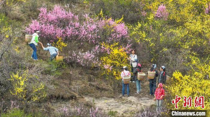 乡村行看振兴连翘花开满山金山西屯留连翘茶基地颜值变产值