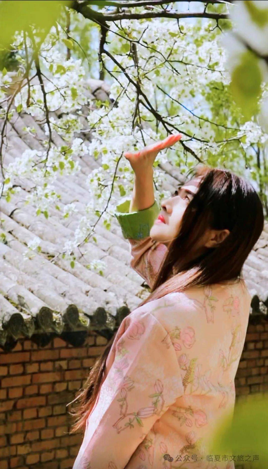 门票全免|枹罕山庄梨花盛开等你来游玩