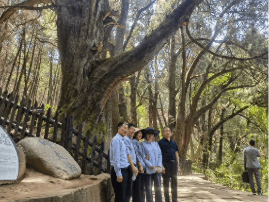 游客在和翠云廊景区内的"帅大柏"合影.卢兰摄"咣!咣!