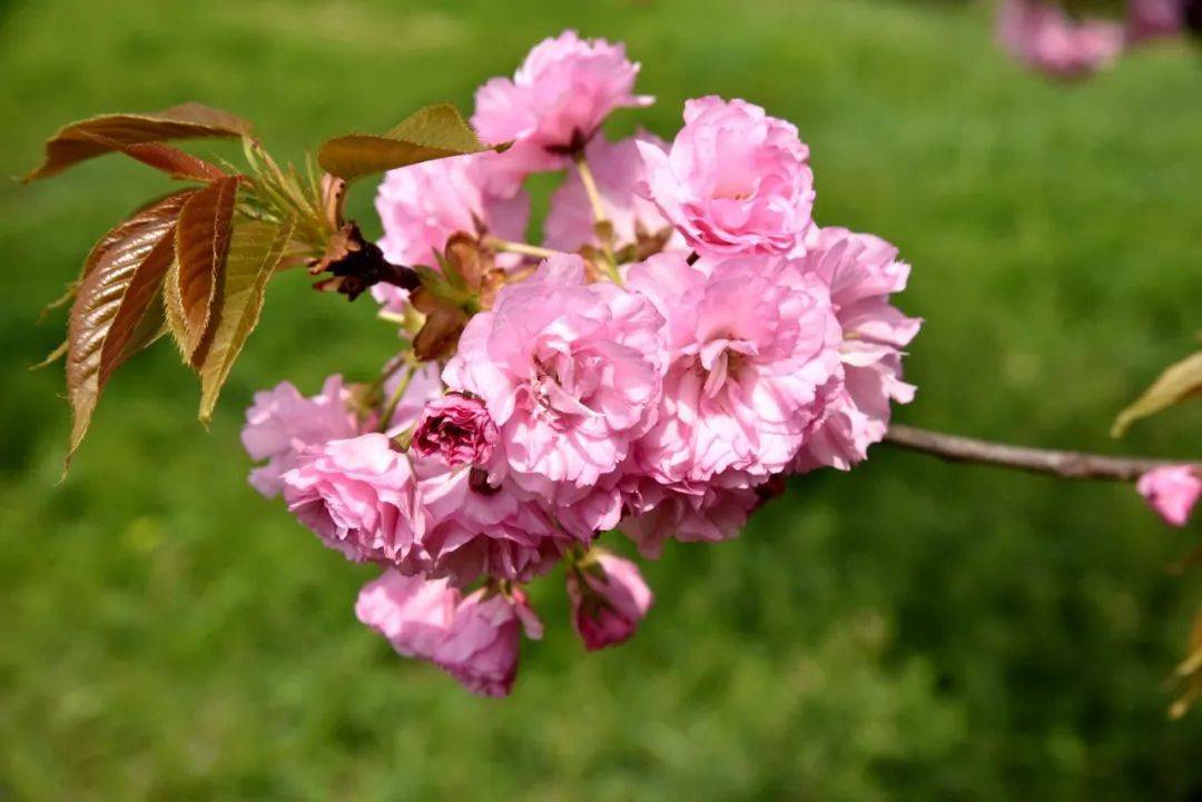 来许昌就这样玩鄢陵篇