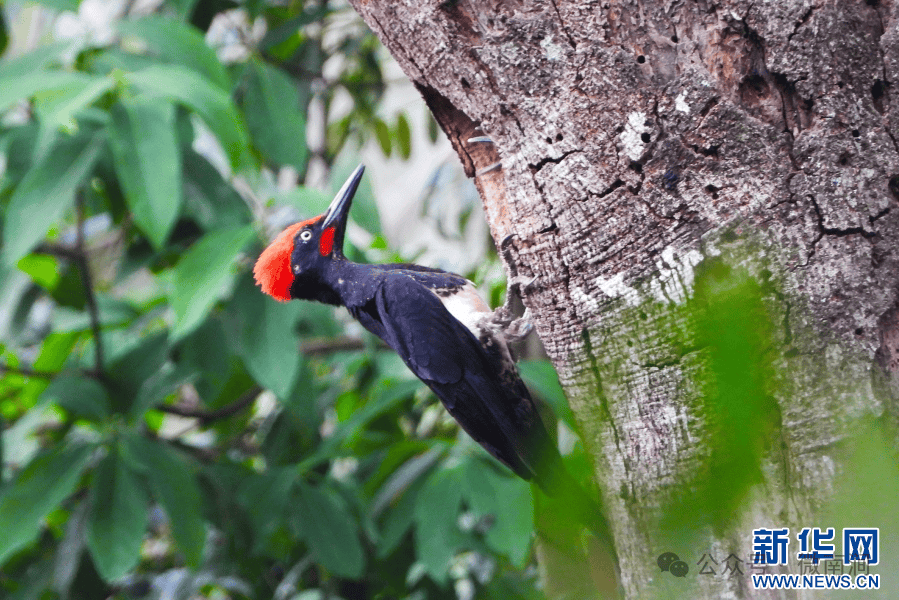 新华网云南无量山拍摄到白腹黑啄木鸟育儿影像
