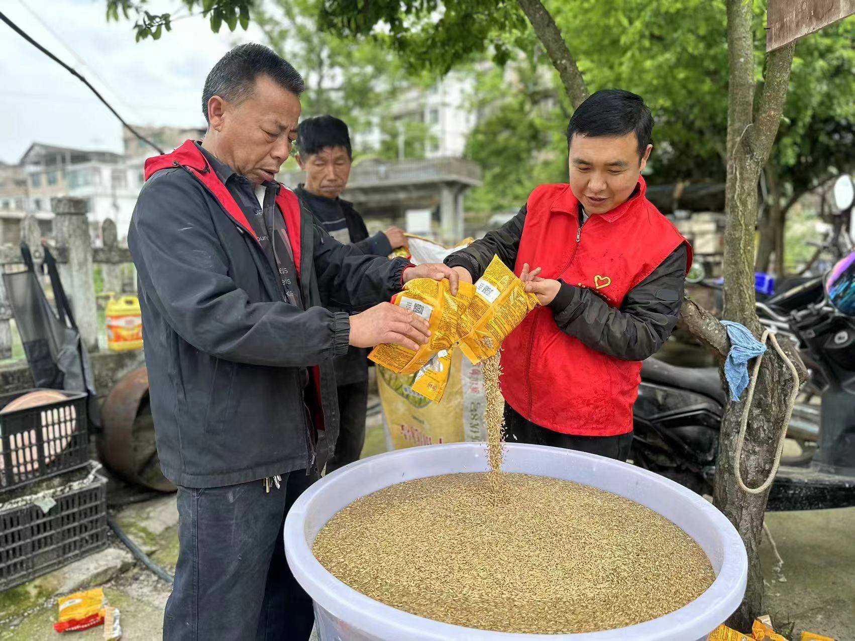 保农8号水稻品种简介图片