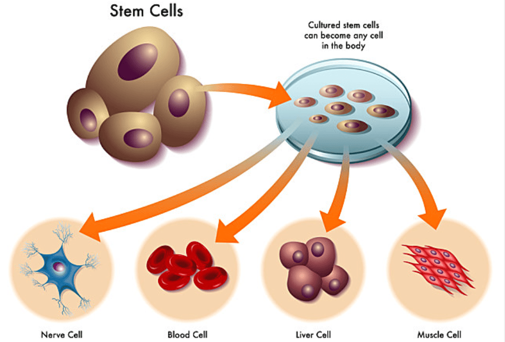 为何这方法抗衰老效果好?这里一次说清楚_细胞_功能_器官
