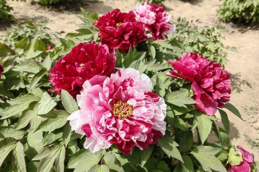 东阿县第八届艾山牡丹观光节本周六开幕