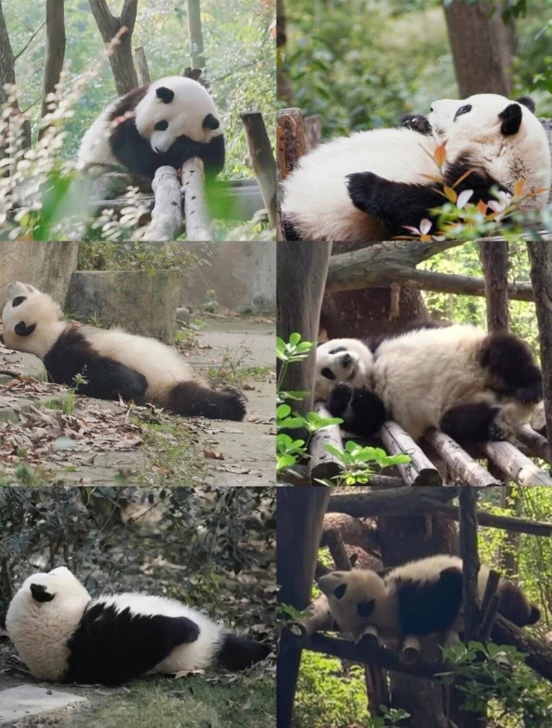 去四川成都旅游景点 ,穷游党集合啦_文化_旅程_大熊猫