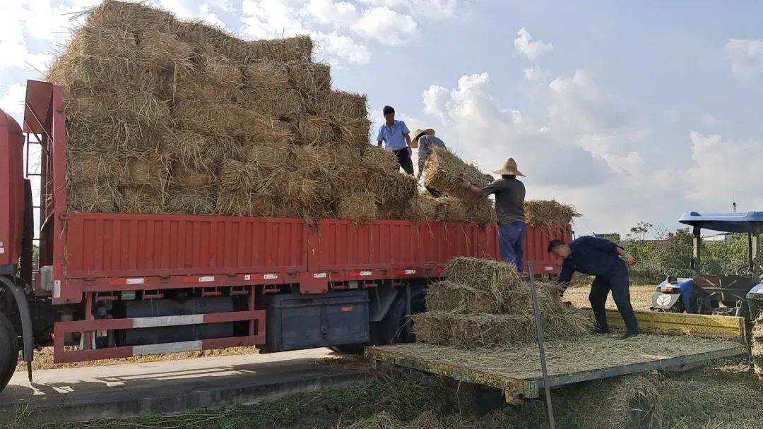 闵行大治河南的一片林子里冒出好多菌菇!能吃吗?