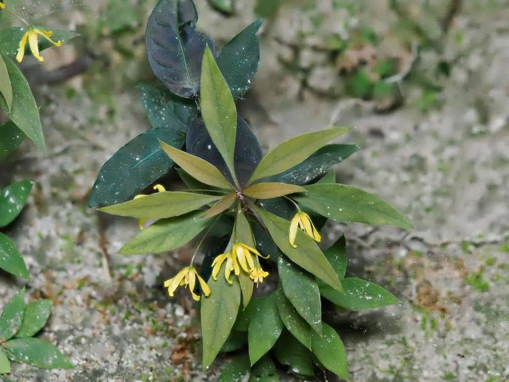 (广西壮族自治区中医药研究院供图)图为广西肺筋草.