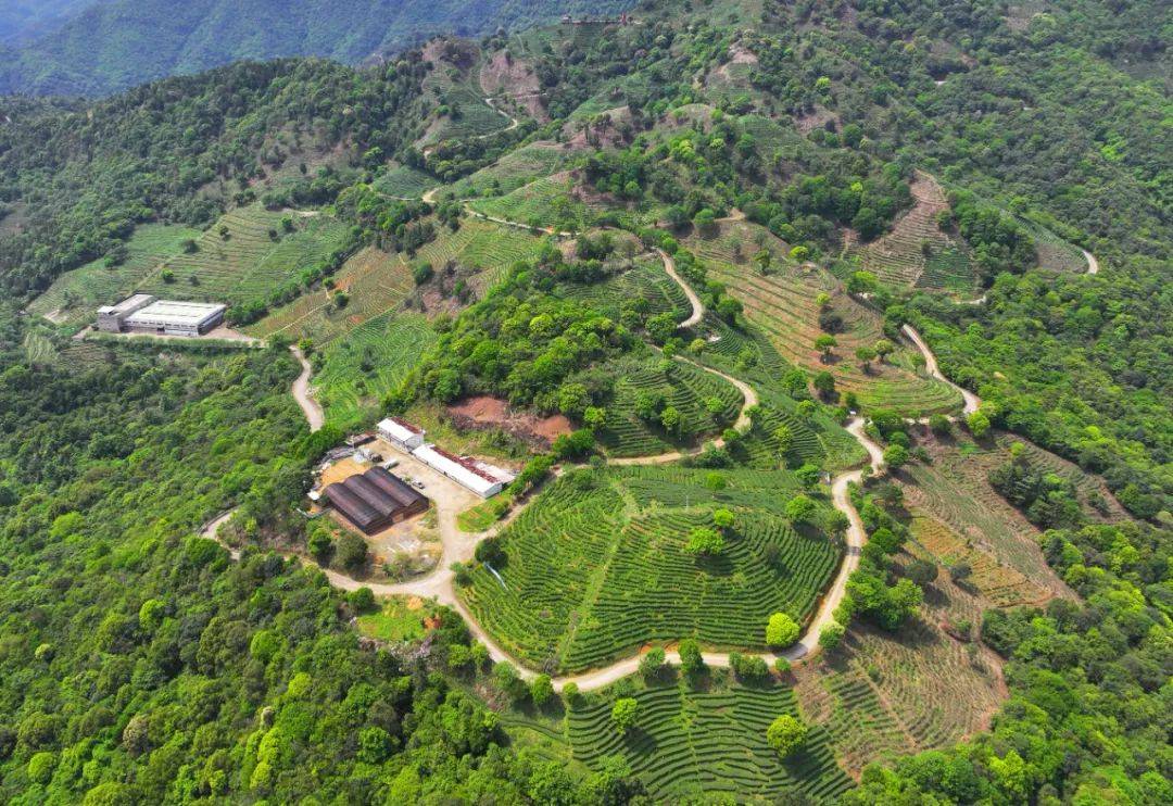 茶园吐新绿茶业有钱景今年梅州春茶采摘面积约354万亩产量186万吨