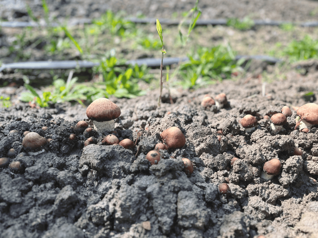 闵行大治河南的一片林子里冒出好多菌菇!能吃吗?