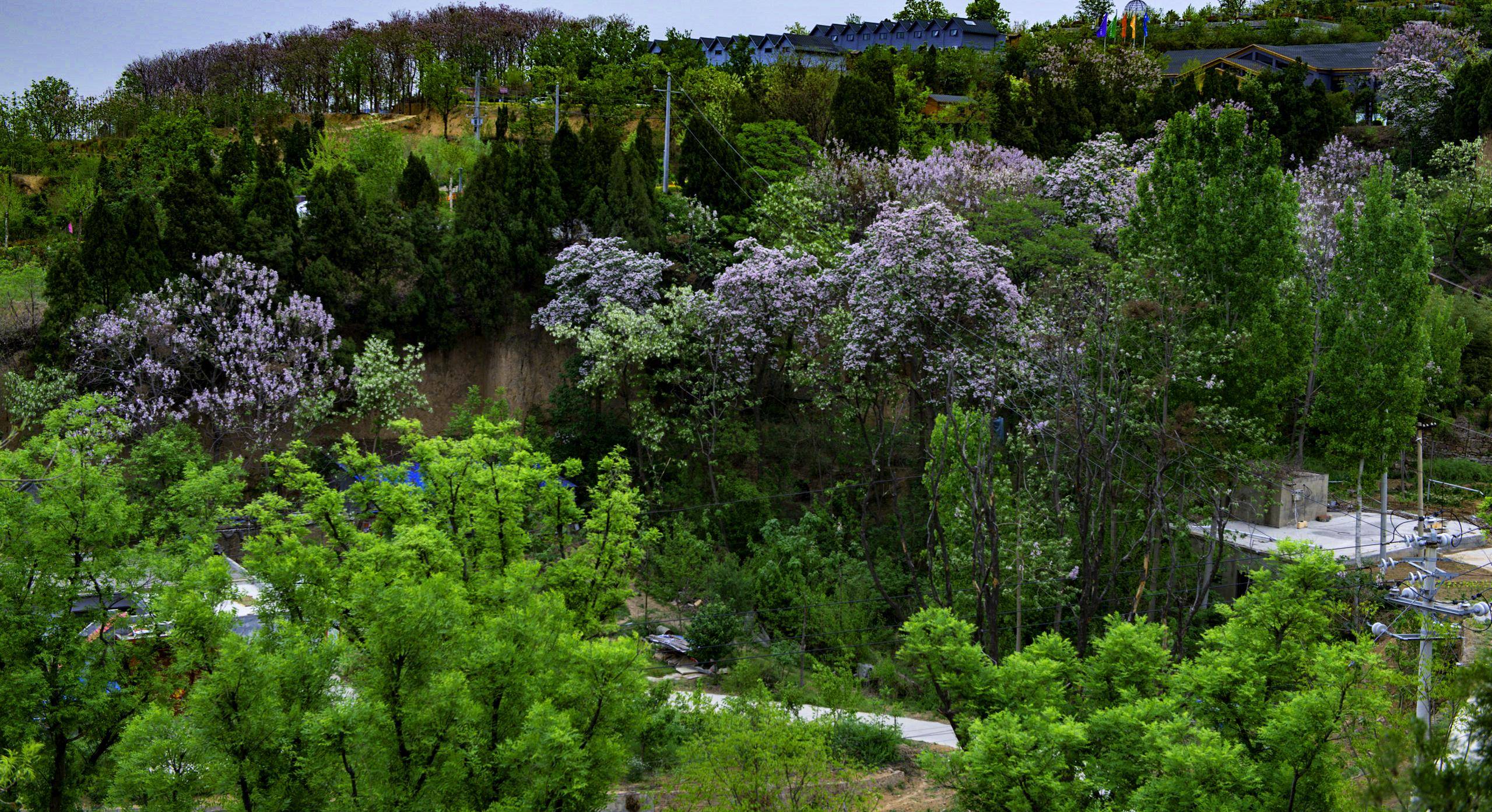 2024荥阳市第三届"享悦刘河 醉美槐香"踏春寻游季即将盛大开幕
