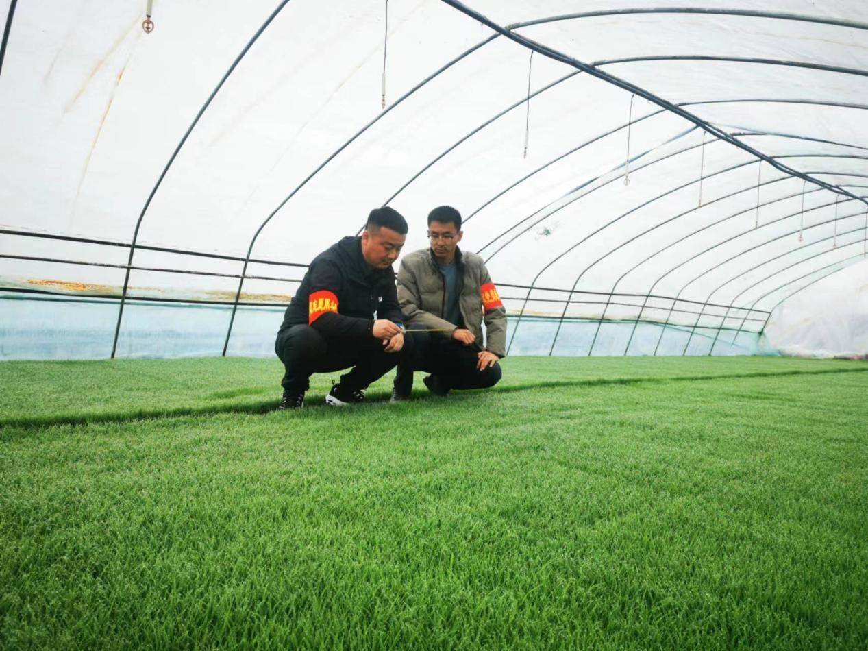 北大荒集团鸭绿河农场有限公司精细化秧苗管理显成效