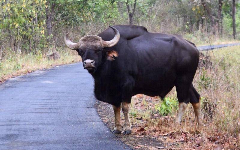 2000斤"牛魔王"跨境来华,混入农户牛圈,向云南母牛"求爱"_野牛_视频