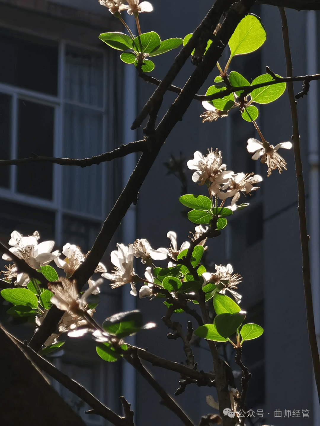 第2287期定格春景主题摄影大赛部分作品展示来啦