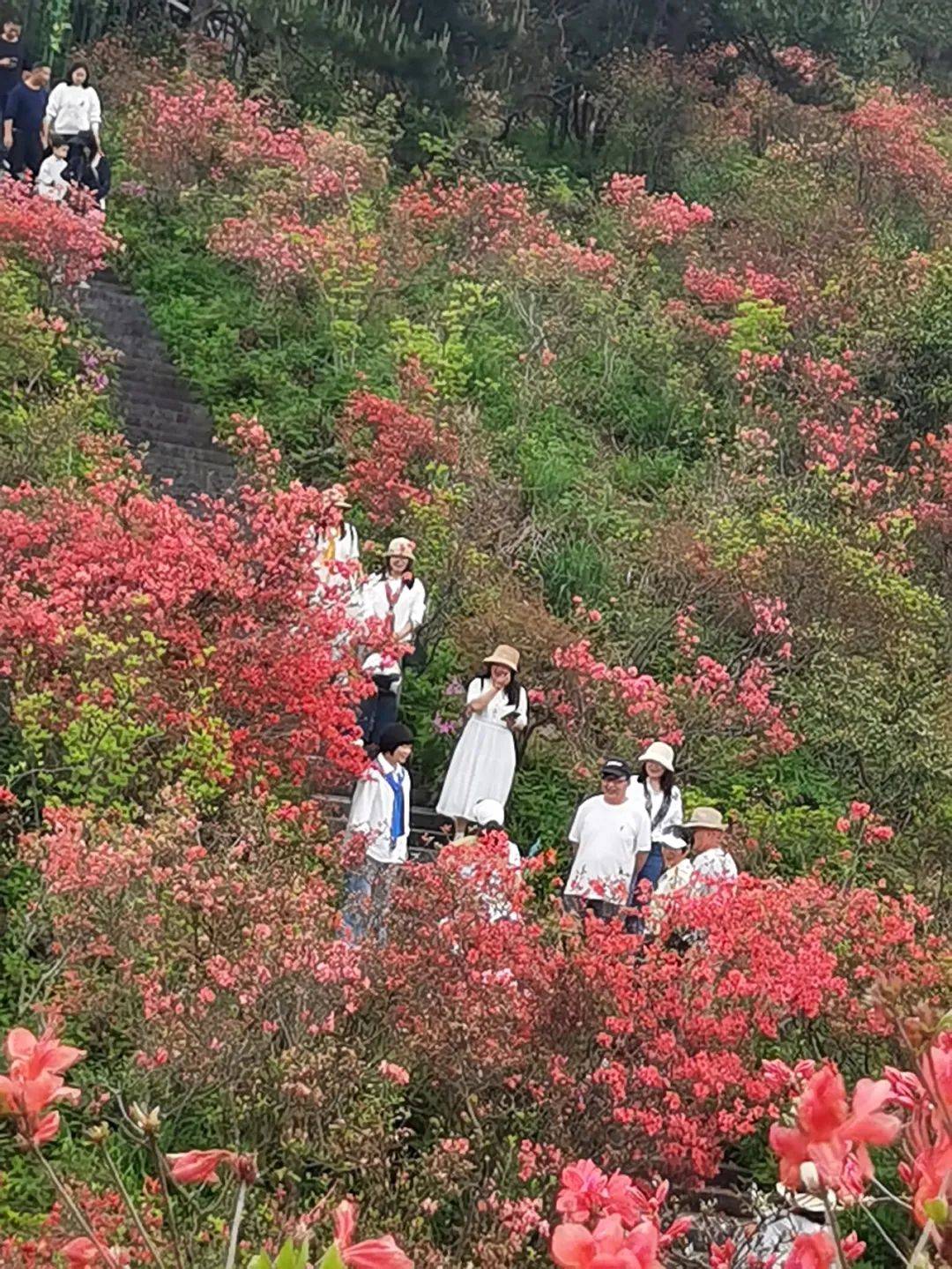 大声一点:高姥山的杜鹃花开了!