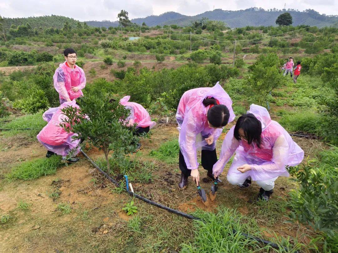 谷雨时节,罔顾泥泞的小道,古井镇年轻干部们行动迅速来到冈州陈种植
