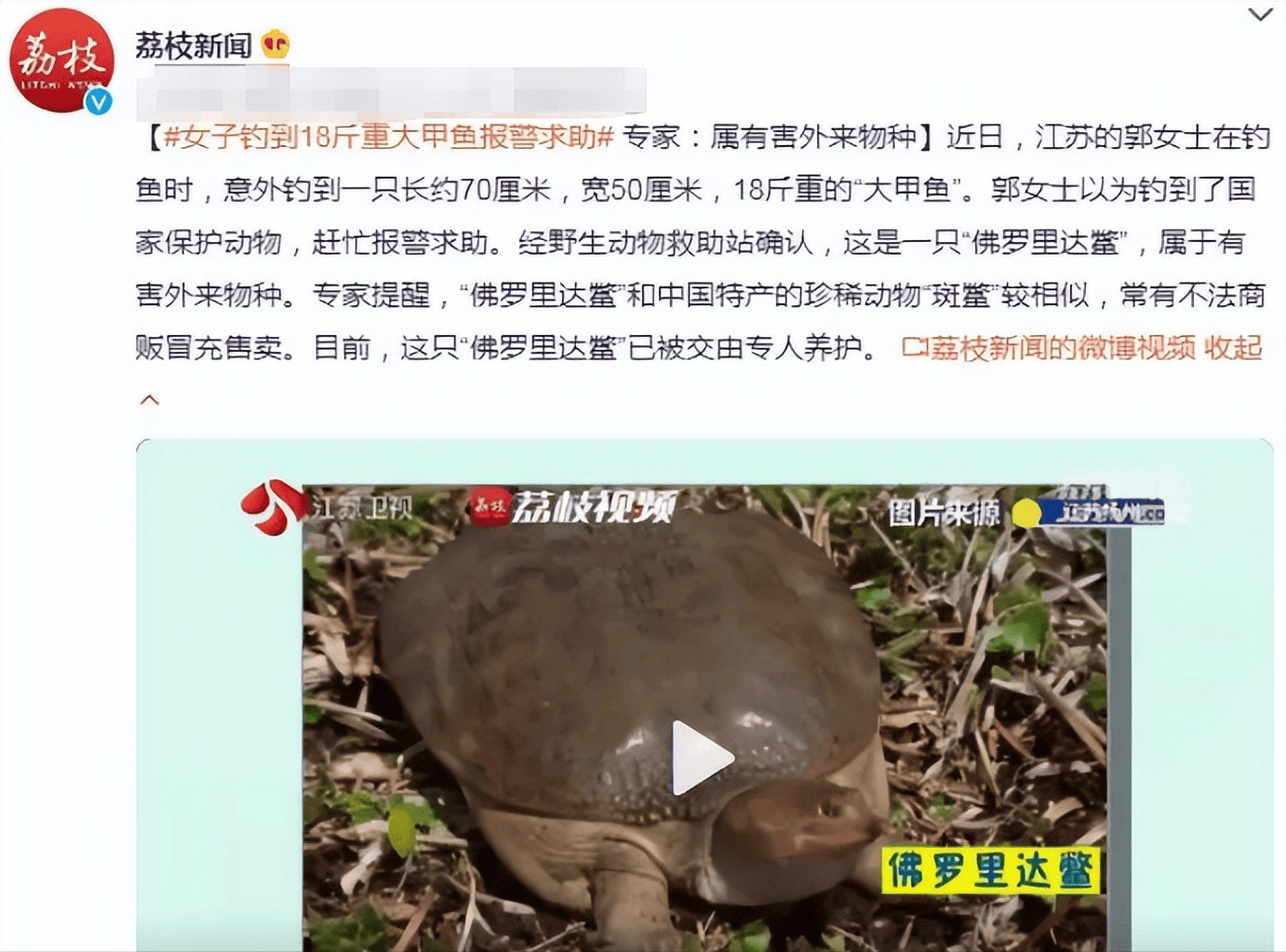 要知道中华鳖又被称为"珍珠鳖",体型大多都在一公斤左右,而佛罗里达鳖