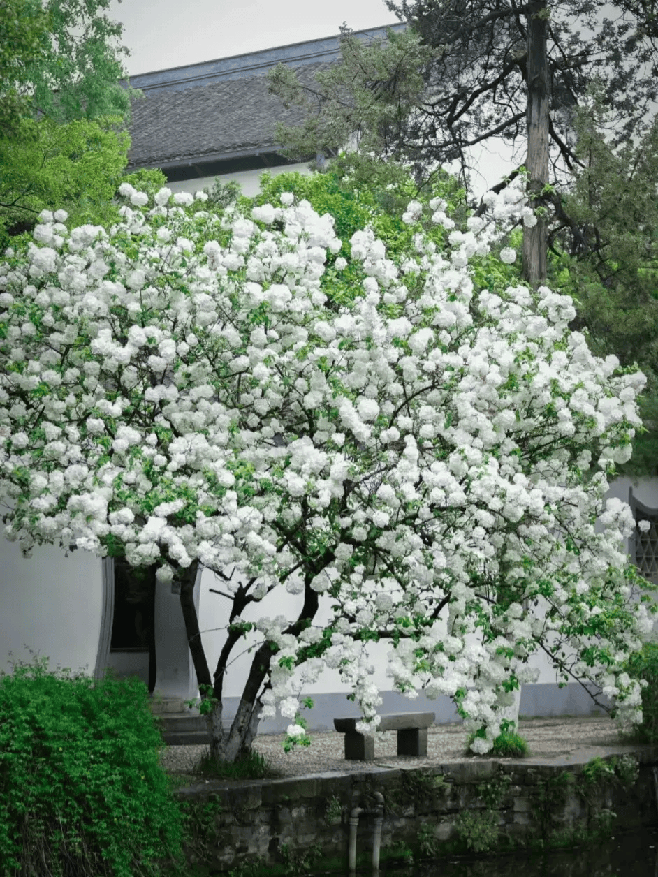 赤焰琼花图片