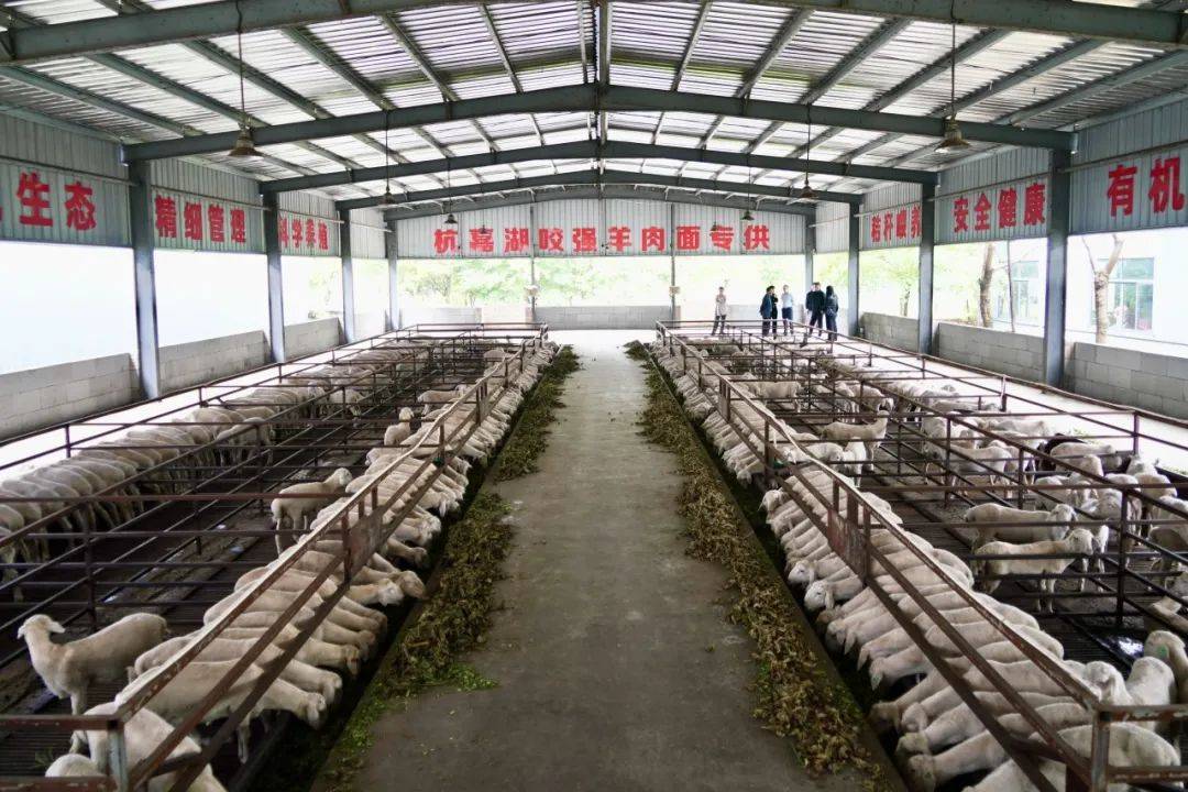 桐乡网红羊肉面,又有大动作!