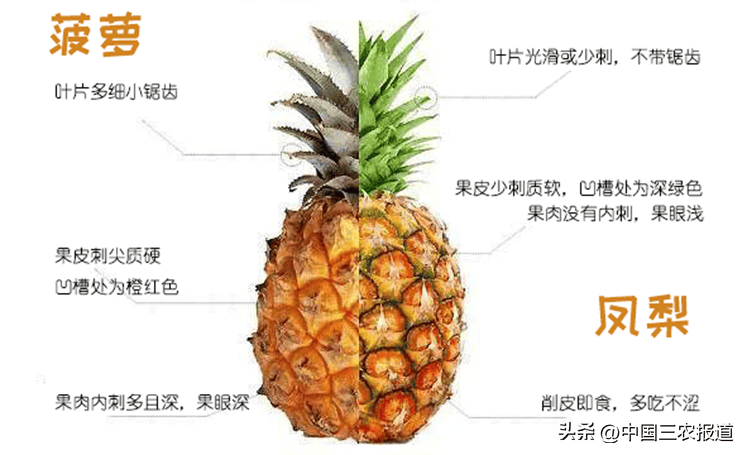 市面水果摊摆出的菠萝和凤梨的区别规律是这样的:通常市面上甜度更