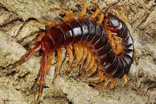 北京海关截获10条活体巨人蜈蚣,毒液含剧毒,为何还有人当宠物?