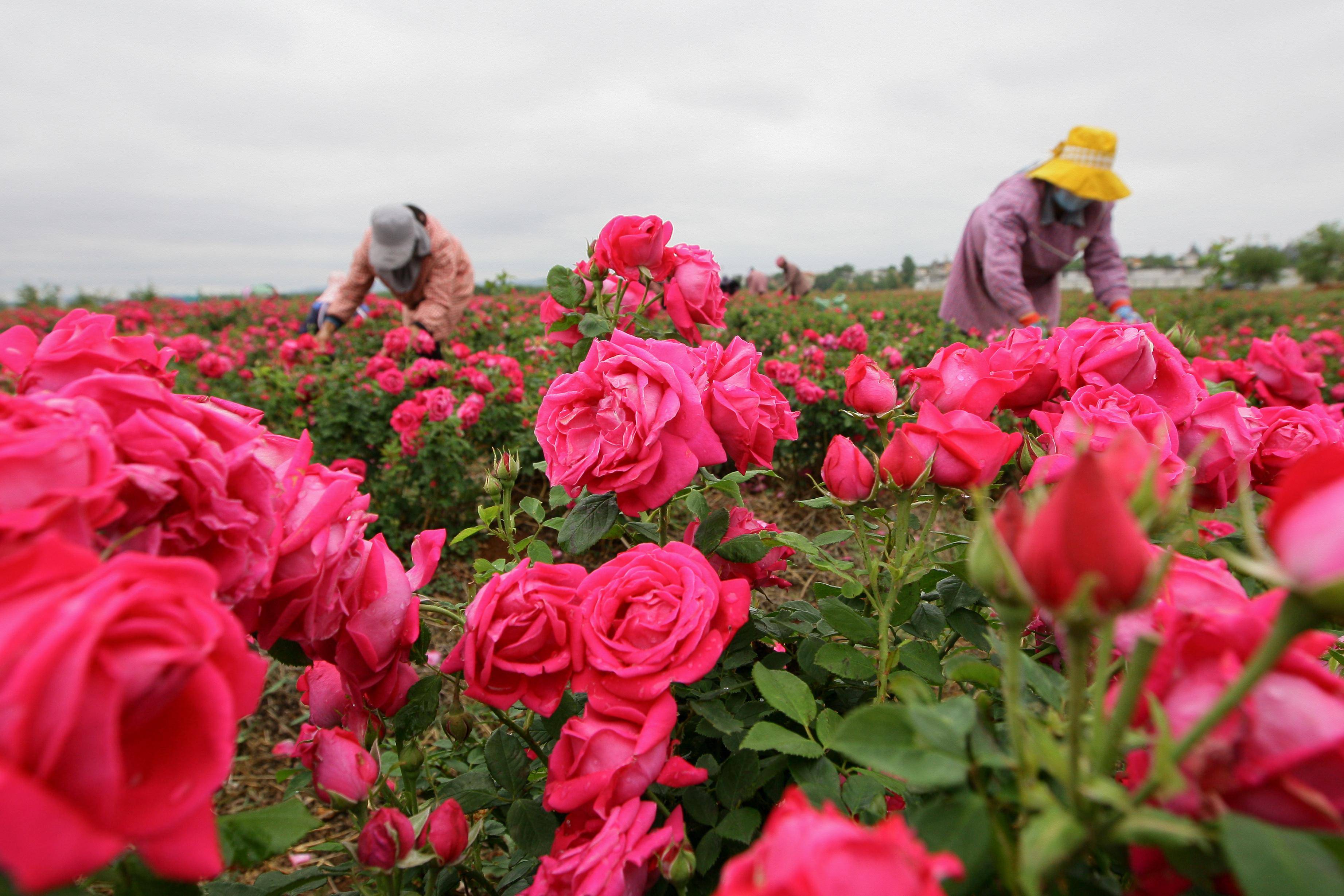 云南曲靖:玫瑰花开采收忙