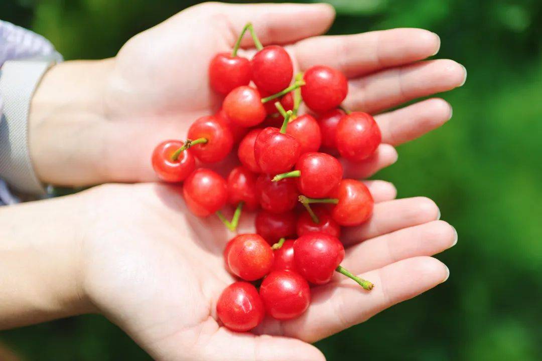 大白沙,红妃,黑珍珠红五村500余亩樱桃相继成熟春光四月籍田街道:红五