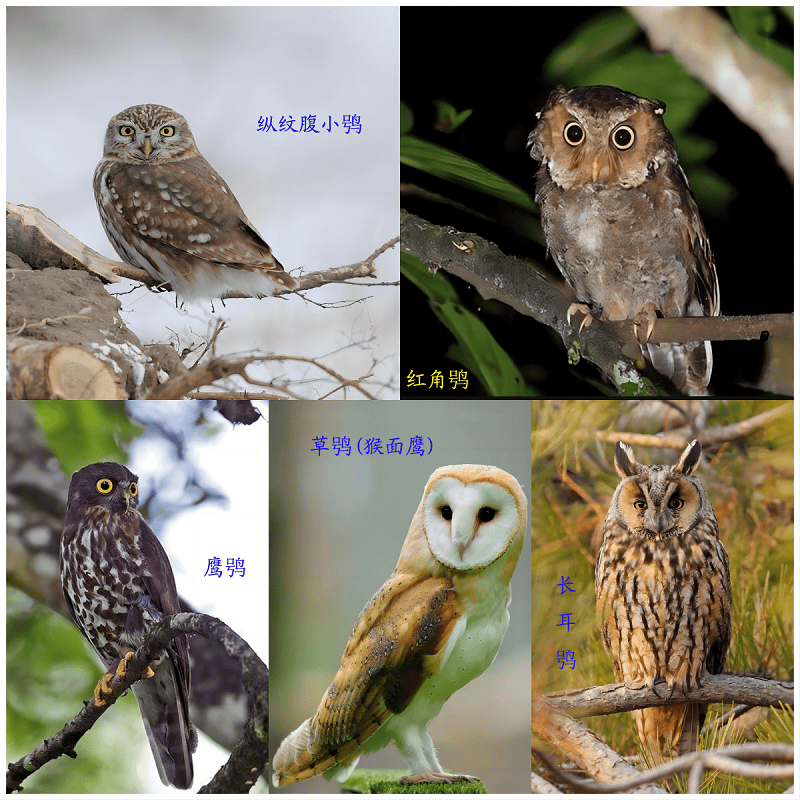 别被外表的"潦草萌"骗了,它可是霸气侧漏的"猫王"!_猛禽_分类_动物园