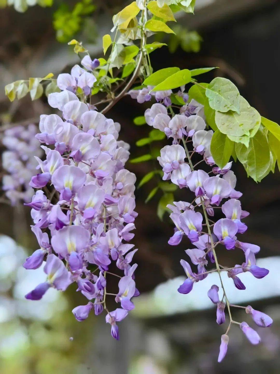 快来宿迁,走"花路"